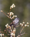 Fox Sparrow slate colored